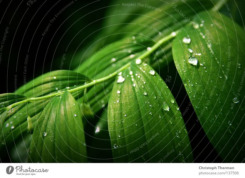 After The Rain Blatt Vielblütiger Weißwurz Salomonssiegel Botanik Pflanze Sträucher Biologie Umwelt grün Wassertropfen frisch Tau Sturm Physik Licht Lichtkegel