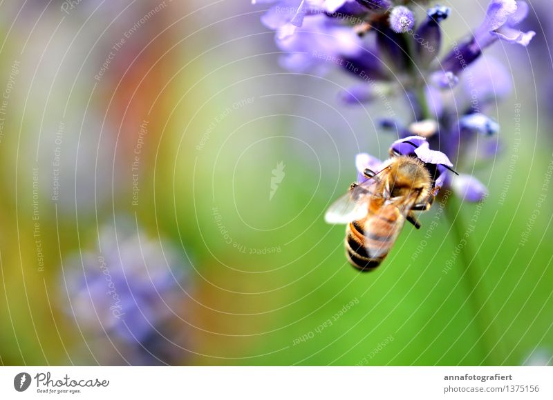 Biene mit Blüte Natur Garten Feld 1 Tier krabbeln grün violett Honig Honigbiene Farbfoto Nahaufnahme Textfreiraum links Textfreiraum unten Tag
