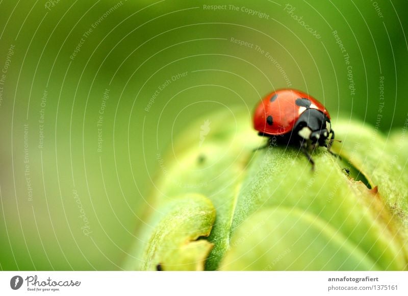 Marienkäfer Umwelt Käfer 1 Tier grün rot Farbfoto Makroaufnahme Textfreiraum links Textfreiraum oben Tag