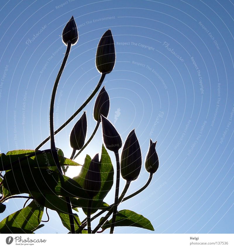 im Gegenlicht... emporragend Wand Wachstum gedeihen Blume Blüte Stengel lang dünn Oval Pflanze Sonne Beleuchtung Sonnenstrahlen Frühling Schönes Wetter hoch