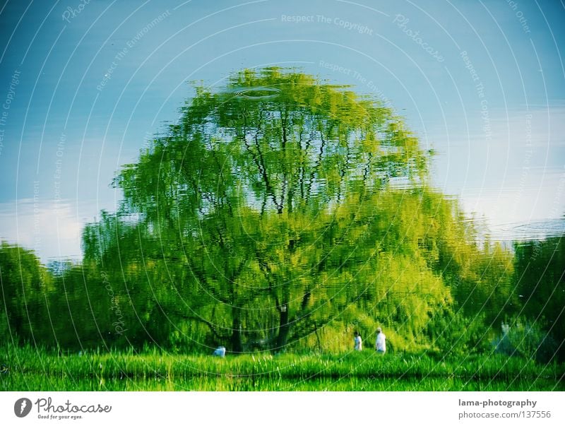 Grüne Lunge Amerika Central Park Baum grün Wiese Erholung See Reflexion & Spiegelung Pfütze Sauerstoff atmen Gras Manhattan Spaziergang Blatt Laubbaum Sommer