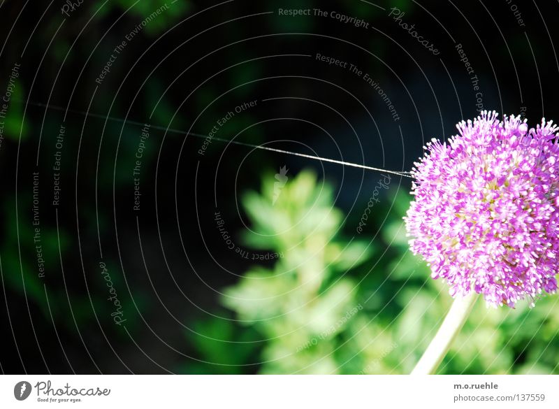 an seidenem faden Blume Seide violett Spektakel Sommer Kraft dünner faden Natur Stengel