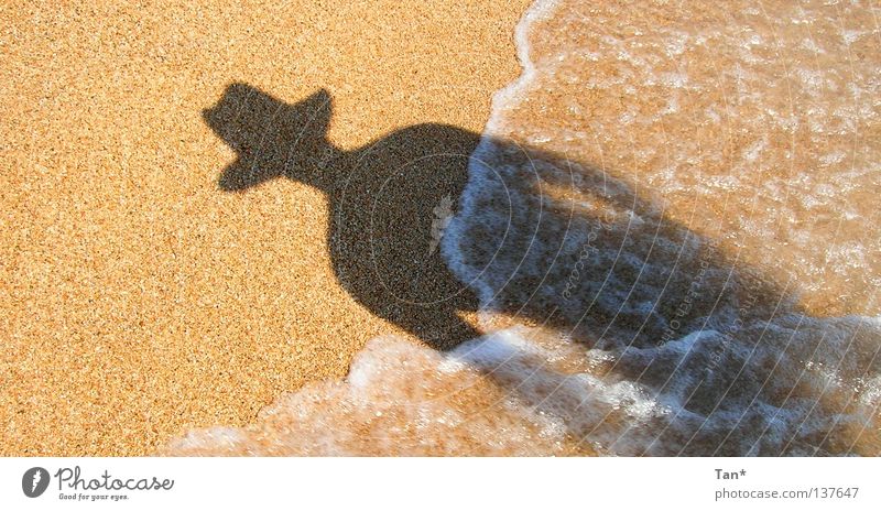 Ein Schatten aus dem Meer Strand Ferien & Urlaub & Reisen hart Flüssigkeit fluten Wellen Sonnenbrille Kühlung Physik diagonal Silhouette schwarz dunkel