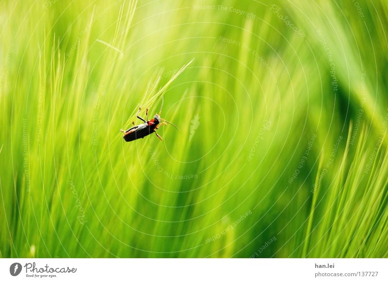 Käfer Natur Tier Gras Feld festhalten grün rot schwarz Farbe Insekt Halm Fühler satt Suche Makroaufnahme Beine Textfreiraum rechts Textfreiraum unten