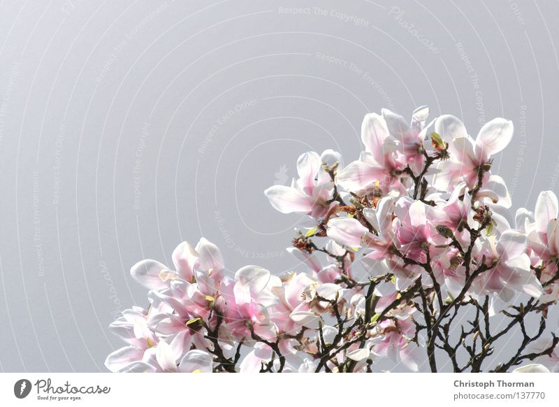Magnolien aus Stahl Magnoliengewächse Blüte Pflanze Botanik Magnolienbaum Baum verzweigt rosa weiß grau Wachstum Reifezeit gedeihen Frühling schön Ast Zweig