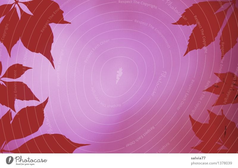 Blätterrahmen in rot harmonisch Sinnesorgane Erholung Herbst Blatt violett rosa Design Hoffnung Perspektive Stimmung Wellness Rahmen Blätterdach Lichtschein