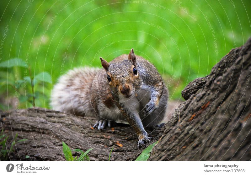 250 - Da guckste?! Manhattan Amerika Eichhörnchen Nagetiere Tier Schüchternheit erstaunt Neugier Baum Baumrinde Wiese Park Haselnuss Frühling Sommer