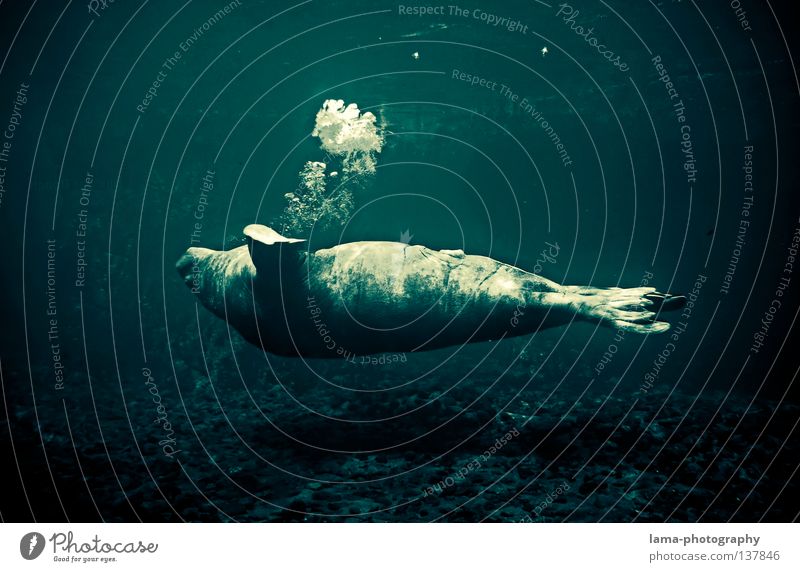 majestic Seelöwe Robben Ohrenrobben Seehund tauchen gleiten Schweben Wal atmen Luftblase Meer Gewässer Meeresboden Erholung genießen träumen majestätisch Tier