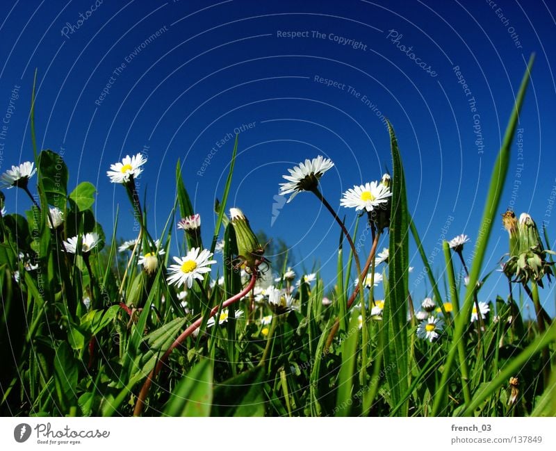 weiße Blümchen schön Erholung ruhig Ausflug Freiheit Sommer Natur Pflanze Himmel Frühling Schönes Wetter Wärme Blume Gras Blüte Wiese Blühend Wachstum Duft