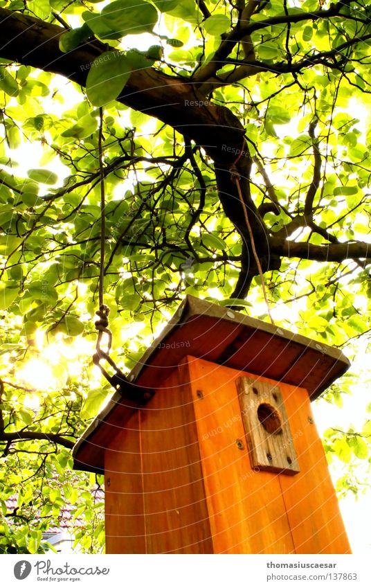 Der Frühling ist da! Baum Futterhäuschen Holz braun grün Licht Physik frisch Kraft Vogel orange hell Wärme Schutz Kindheit