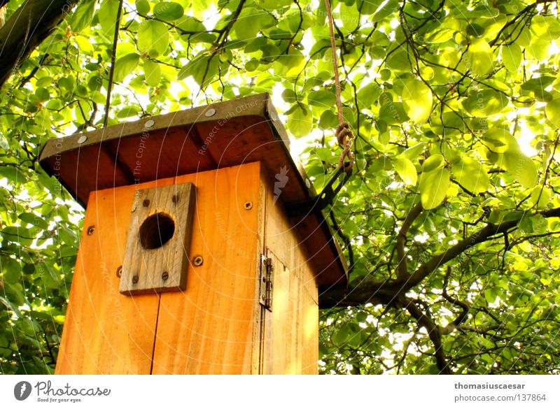 Das Warten auf Junge. Baum Futterhäuschen Holz braun grün Physik frisch Kraft Vogel Frühling orange hell Wärme Schutz Kindheit