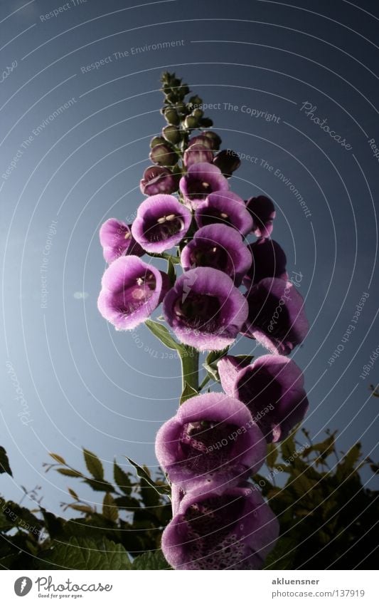 Wolkenkratzer Fingerhut Blüte dunkel violett grün unten Muster mehrere Pflanze Roter Fingerhut Gift Himmel Farbe Reflexion & Spiegelung Blütenkelch blau viele