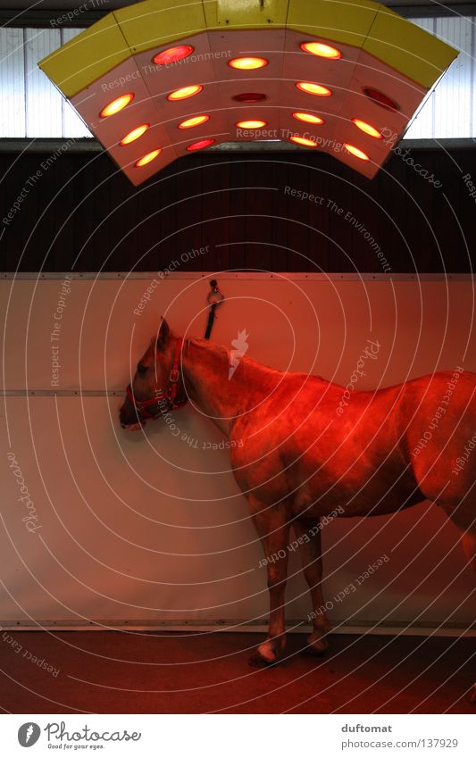 Grillfleisch Pferd Physik trocknen Ärger Wut transpirieren rot angekettet Reitsport Säugetier Horse Wärme Heizkörper Wärmestrahlen Reitstall warten