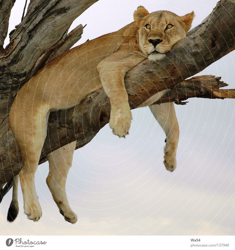 Bin ich faul Farbfoto Außenaufnahme Erholung Safari Himmel Baum Fell Tier Wildtier Pfote Zoo 1 Denken träumen braun Langeweile Müdigkeit bequem Löwe Löwin