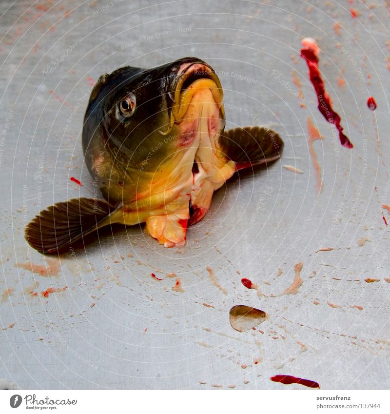 Fischkopp Fischkopf Fastenspeise Blut Schlacht Ernährung