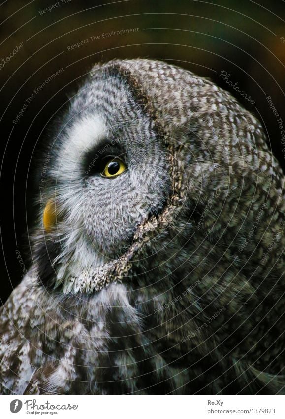 Uhuuu - Profil einer Eule Tier Eulenvögel 1 frei ruhig Feder Profilbild Auge Schnabel Farbfoto Außenaufnahme Menschenleer Tag Halbprofil