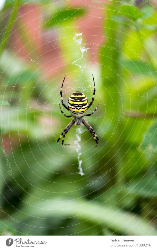 Wespenspinne im Netz Tier Spinne 1 warten Radnetzspinne Farbfoto Außenaufnahme Makroaufnahme Tierporträt