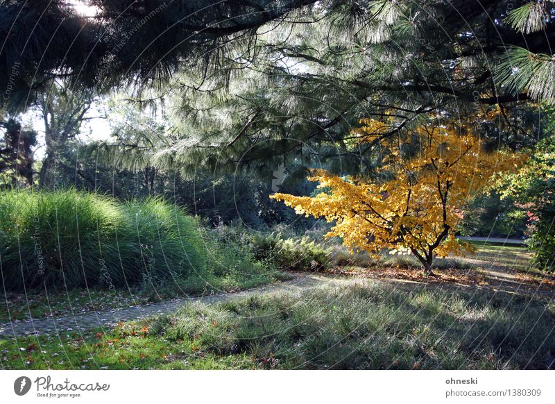Härbst Landschaft Herbst Schönes Wetter Baum Blatt Grünpflanze Park Wege & Pfade Vertrauen Farbfoto Außenaufnahme Textfreiraum links Textfreiraum unten Tag