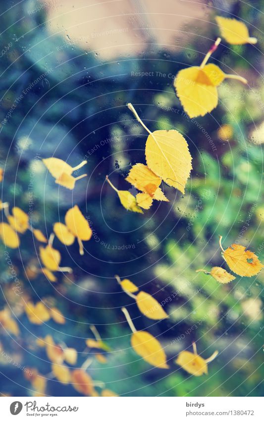 herbstlichen Dank Natur Herbst Blatt Herbstlaub Birkenblätter Duft fallen ästhetisch einzigartig positiv Leben Bewegung Vergänglichkeit feucht Fensterscheibe