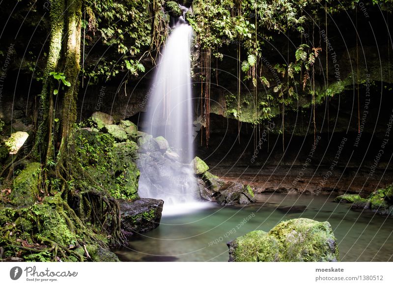 Emeral Pool, Dominica Umwelt Natur Pflanze Urelemente Wasser Sommer Baum Gras Moos Blatt Grünpflanze exotisch Wald Urwald Felsen Teich Bach Wasserfall grün