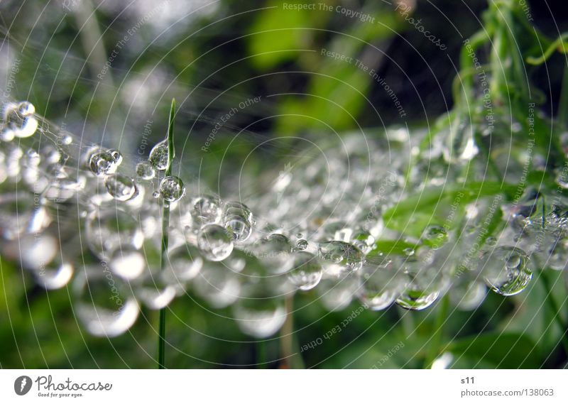 Art Of Nature Pflanze Spinnennetz Kunstwerk Regen nass grün Makroaufnahme Nahaufnahme schön Nähgarn Wetter Wassertropfen Tröpfchen Perle Sarah Kasper s11