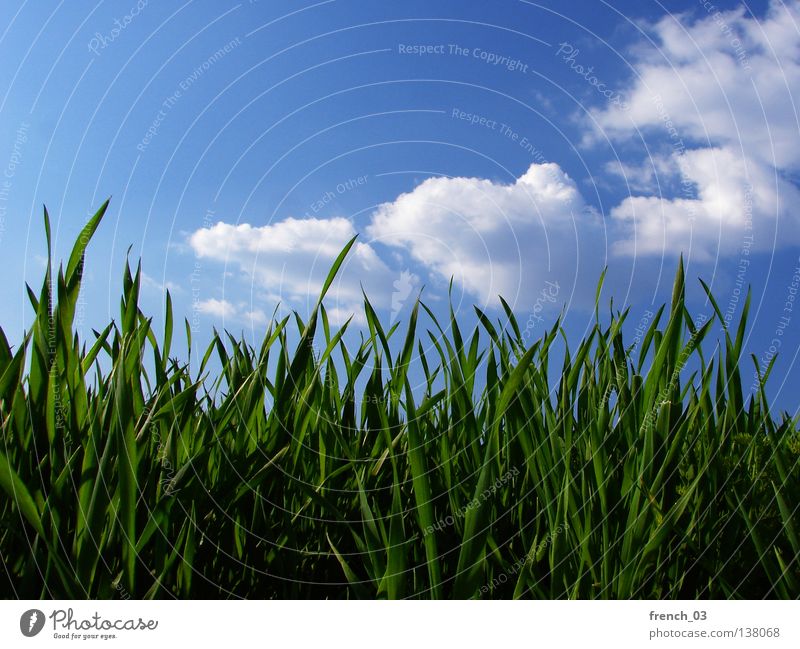 Entspannter Tag Gras Wiese grün saftig Frühling ruhig Erholung Sommer Jahreszeiten Halm Horizont Himmel zyan Wolken Froschperspektive Sachsen-Anhalt Pflanze