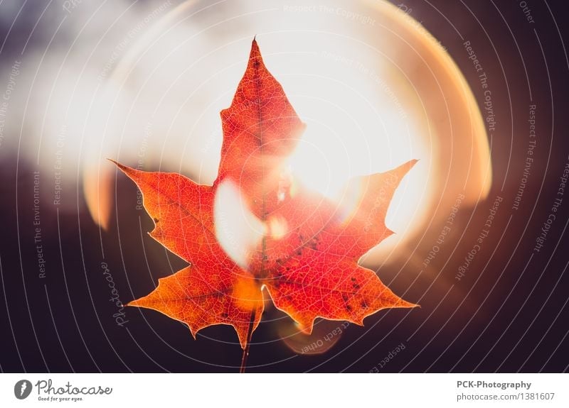 Herbstblatt im Licht Umwelt Natur Pflanze Sonne Sonnenlicht Schönes Wetter Blatt leuchten gelb gold orange rot Hoffnung Horizont Idylle Herbstlaub Blattadern