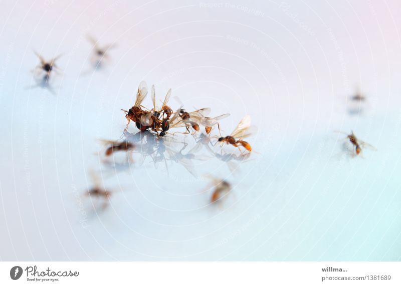 kann gefälligst mal einer... Insekt Flugameisen Paarungsflug Hautflügler Taillenwespen Ameise Aggression Gewalt Fortpflanzung stark Schwäche Außenaufnahme
