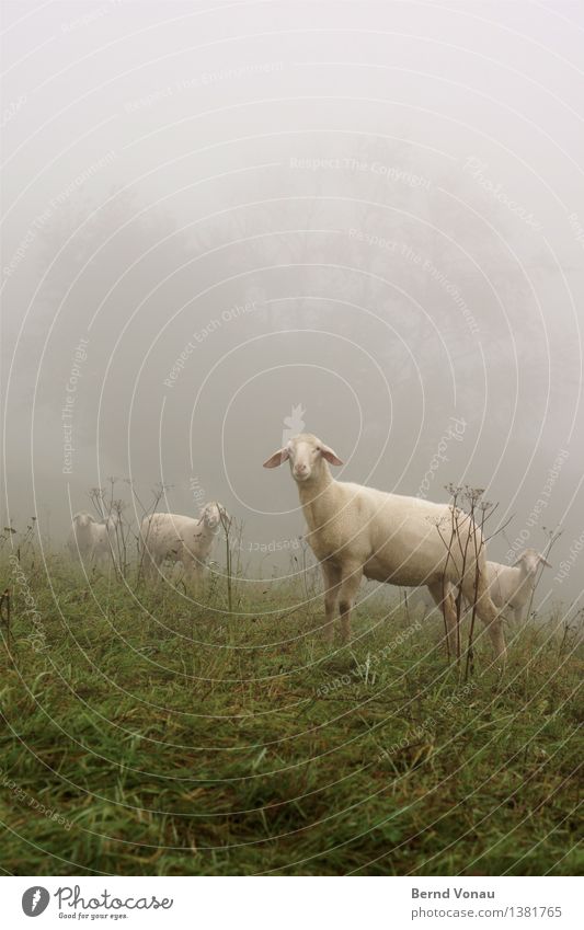 kalt | frisch geschoren Nutztier Schaf Tiergruppe Gefühle Stimmung Nebel Blick Ohr Gras Herbst Neugier stehen Wolle nackt grün grau Wetter schlechtes Wetter