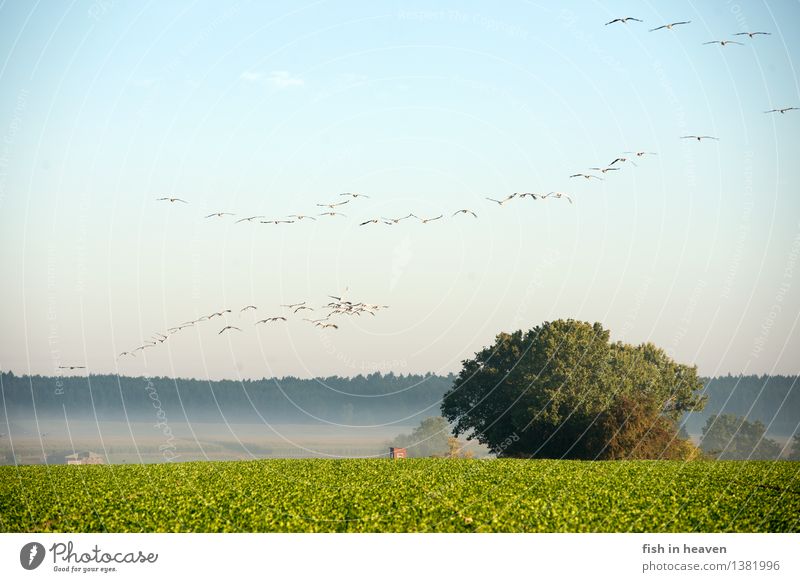 Kraniche über Herbstacker Natur Landschaft Himmel Nebel Feld Tier Wildtier Vogel Tiergruppe Schwarm fliegen Kraniche am Himmel Zugvogel Acker Farbfoto