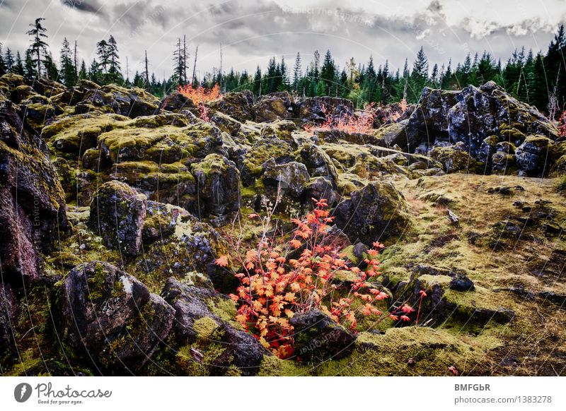 Phönix aus der Asche Natur Landschaft Tier Herbst Pflanze Sträucher Moos Wald Felsen Vulkan Mount St. Helens außergewöhnlich natürlich schön wild Schüchternheit