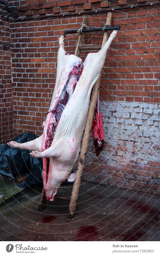 Hausschlachtung Lebensmittel Fleisch Wurstwaren Ernährung Schlachtung Handwerker Tier Haustier Nutztier Totes Tier Schwein 1 Arbeit & Erwerbstätigkeit