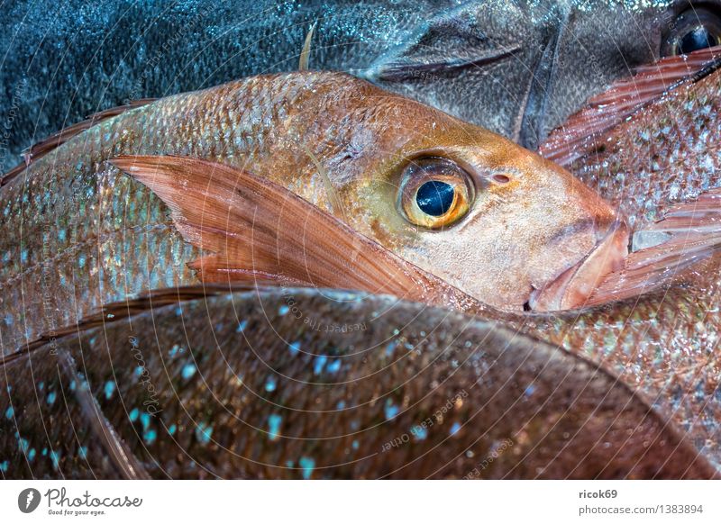 Frische Fische Lebensmittel Ernährung Küche Tier Totes Tier verkaufen frisch genießen nachhaltig Natur Qualität Frischfisch Essen Food braten Omega 3 Fettsäure