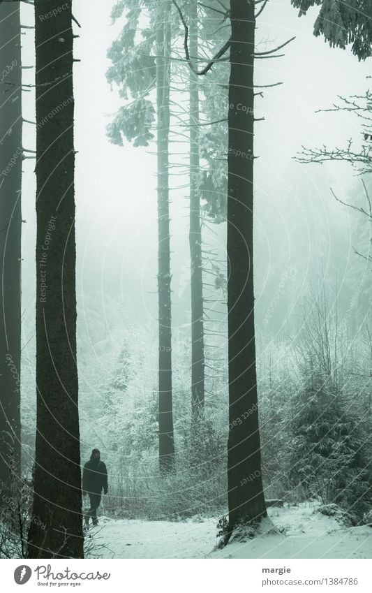 Männlein im Walde Gesundheit sportlich Erholung ruhig Meditation Ferien & Urlaub & Reisen Winter Schnee wandern Mensch maskulin 1 Umwelt Natur Landschaft Klima