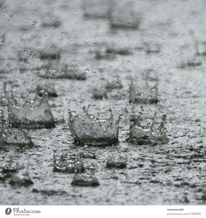 Regentropfenkronen Außenaufnahme Tag Wasser Wassertropfen Wetter schlechtes Wetter Unwetter Sturm Gewitter Hagel nass feucht spritzen Pfütze raindrops water