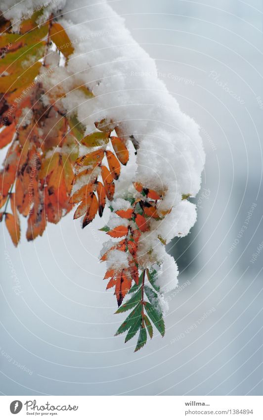 Rendezvous der Jahreszeiten - Zweig in Herbstfärbung mit Schnee bedeckt Winter Blätter Herbstlaub Vogelbeerbaum Klimawandel Eberesche herbstlich