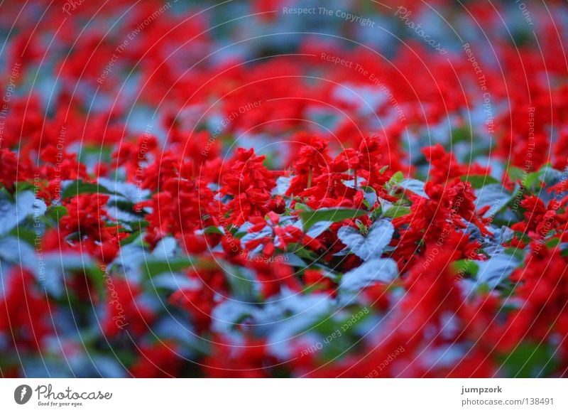 (Un)scharfe Blumen rot Blumenbeet Muster mehrfarbig Frühling blau Tiefenunschärfe Farbe