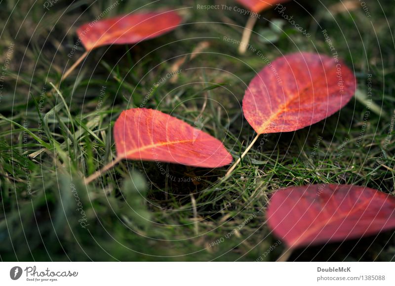 Rote Herbstblätter auf grünem Rasen Umwelt Natur Pflanze schlechtes Wetter Regen Gras Blatt Wiese liegen authentisch einfach einzigartig natürlich gelb rot