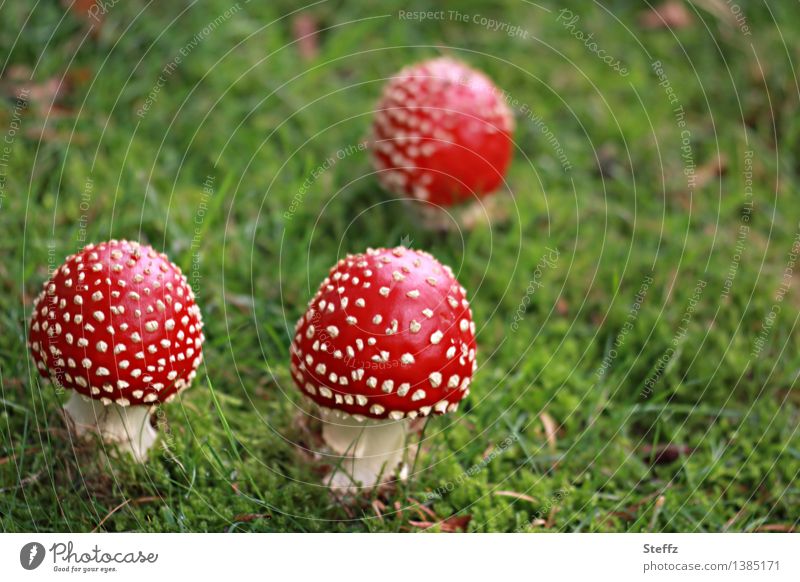 drei kleine Rotkäppchen Fliegenpilze Pilze giftige Pilze Herbstwiese Wiese Waldwiese Pilzhut Amanita muscaria herbstlich rot und gepunktet heimisch Herbstbeginn