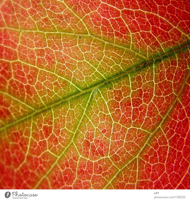 AutumnLeaf schön Natur Pflanze Herbst Baum Blatt fallen grün rot Vergänglichkeit Herbstlaub Jahreszeiten Photosynthese Gefäße knallig Gefängniszelle Irrgarten