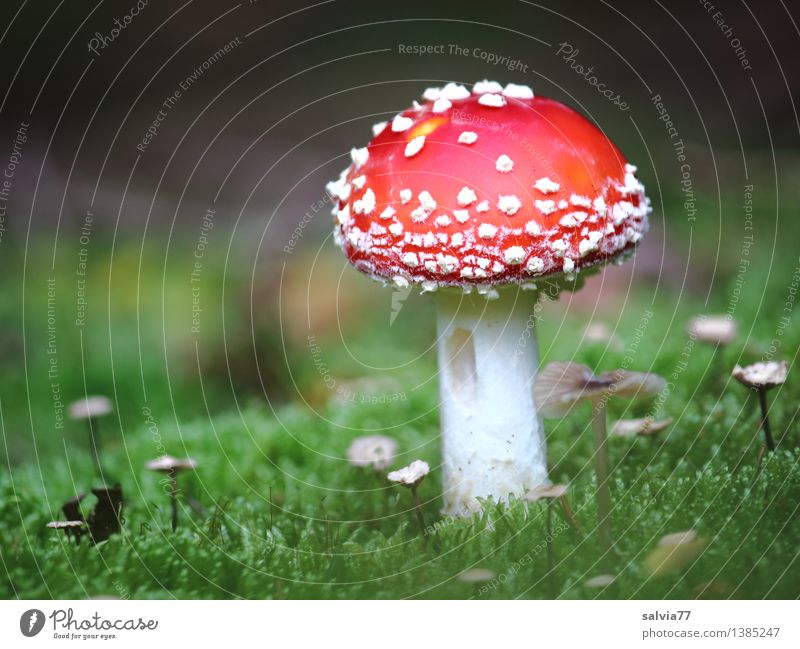 Groß und Klein Umwelt Natur Tier Erde Herbst Pflanze Moos Waldboden Pilzhut Fliegenpilz leuchten stehen ästhetisch klein grün rot weiß Stimmung Farbe Glück