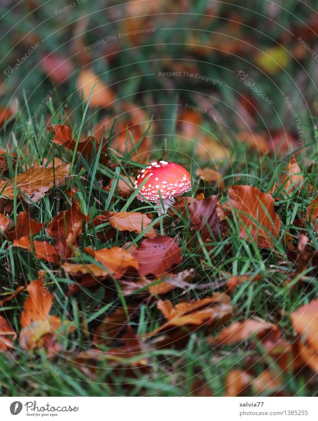 fast übersehen... Umwelt Natur Tier Erde Herbst Gras Blatt Pilz Fliegenpilz Wiese Feld stehen Wachstum klein natürlich braun grün rot Schutz ruhig Einsamkeit