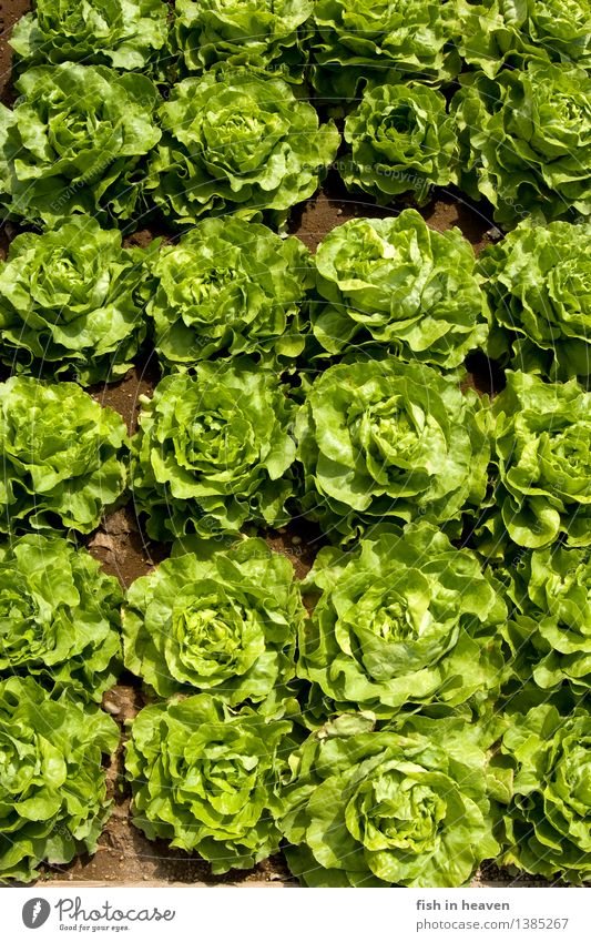 Salatköpfe Lebensmittel Salatbeilage Ernährung Bioprodukte Vegetarische Ernährung Natur Pflanze Grünpflanze Nutzpflanze Feld Wachstum frisch Gesundheit