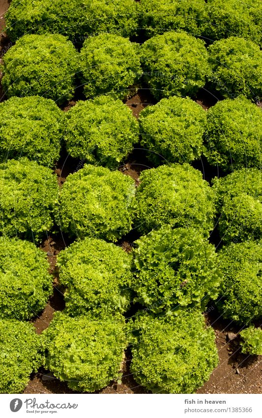 Salatköpfe Lebensmittel Gemüse Salatbeilage Ernährung Handwerker Landwirtschaft Forstwirtschaft Natur Pflanze Grünpflanze Nutzpflanze Feld Wachstum natürlich