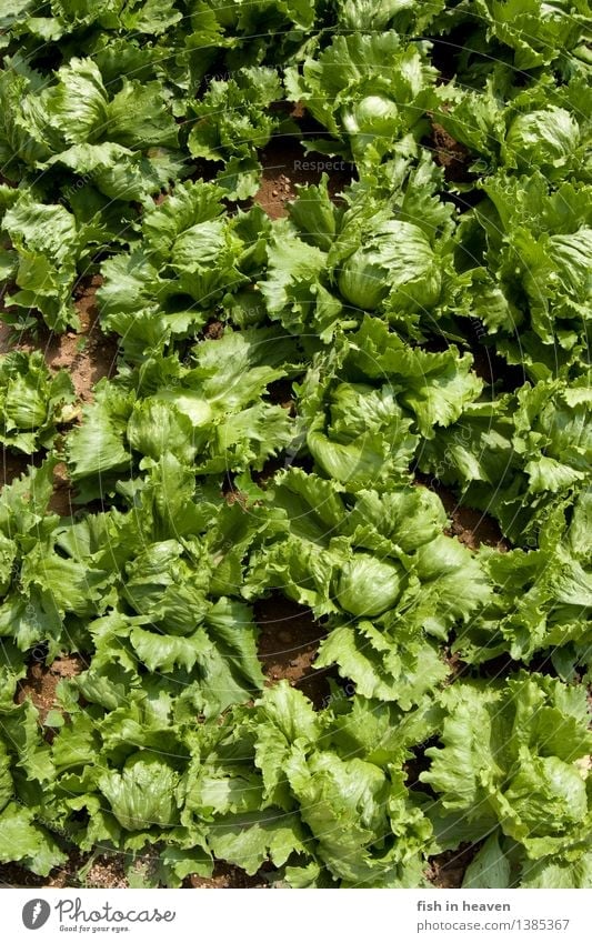 Salatköpfe Lebensmittel Gemüse Salatbeilage Ernährung Vegetarische Ernährung Gesunde Ernährung Landwirtschaft Forstwirtschaft Natur Pflanze Grünpflanze