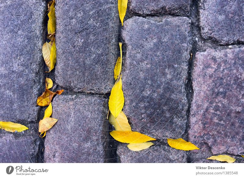 Gelbe Herbstblätter liegen zwischen den Kopfsteinen Design Menschengruppe Natur Wetter Regen Baum Blatt Park Straße alt nass gelb schwarz Farbe Ahorn