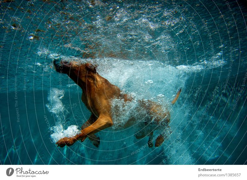 Aquagymnastik Wellness Schwimmbad Schwimmen & Baden Sommer Sport Fitness Sport-Training Wassersport tauchen Tier Haustier Hund 1 kalt nass blau braun Freude