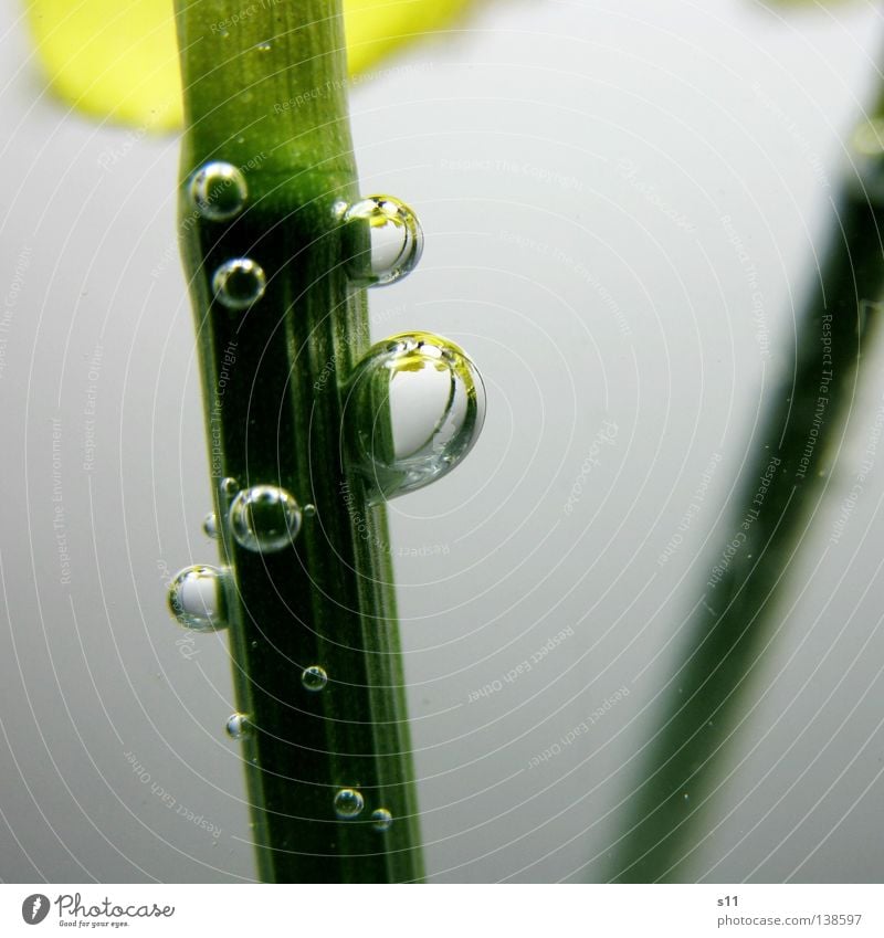 In der Vase Narzissen Gelbe Narzisse Frühling nass Flüssigkeit durchsichtig grün gelb Luftblase einstellen Spiegel Licht Blume Blüte Makroaufnahme Nahaufnahme
