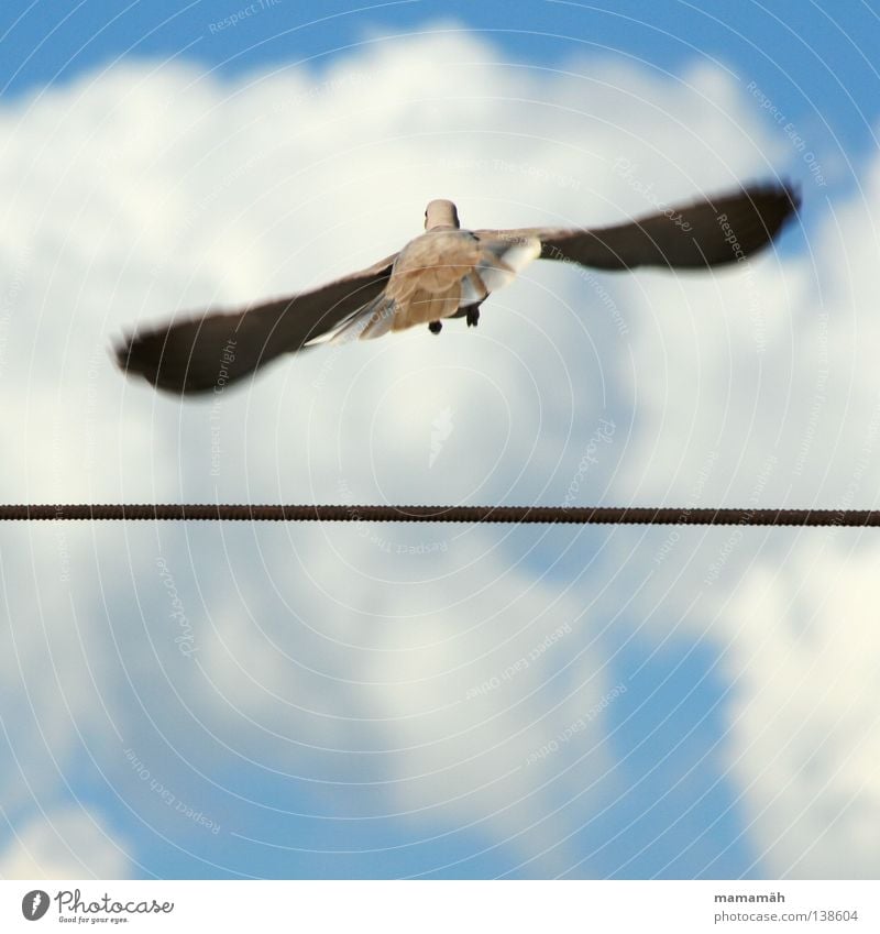 Die Taube auf dem Drahtseil! Teil 2 Farbfoto Außenaufnahme Tag Bewegungsunschärfe Seil Luft Himmel Wolken Schönes Wetter Tier Vogel Flügel fliegen Unendlichkeit