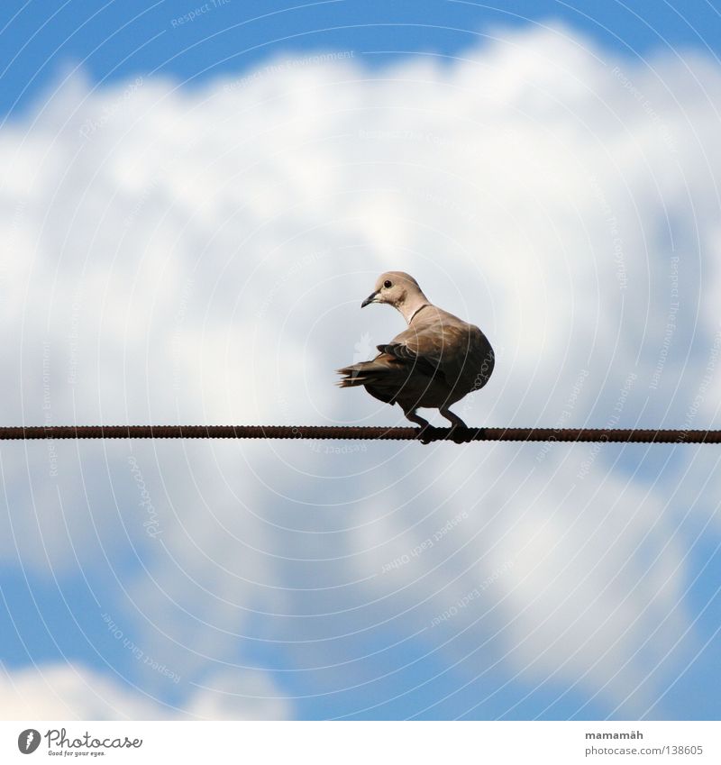 Die Taube auf dem Drahtseil! Teil 1 Farbfoto Außenaufnahme Tag Profil Seil Luft Himmel Wolken Tier Vogel Flügel Denken festhalten sitzen warten Schnabel Feder